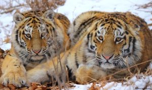 Tigres
