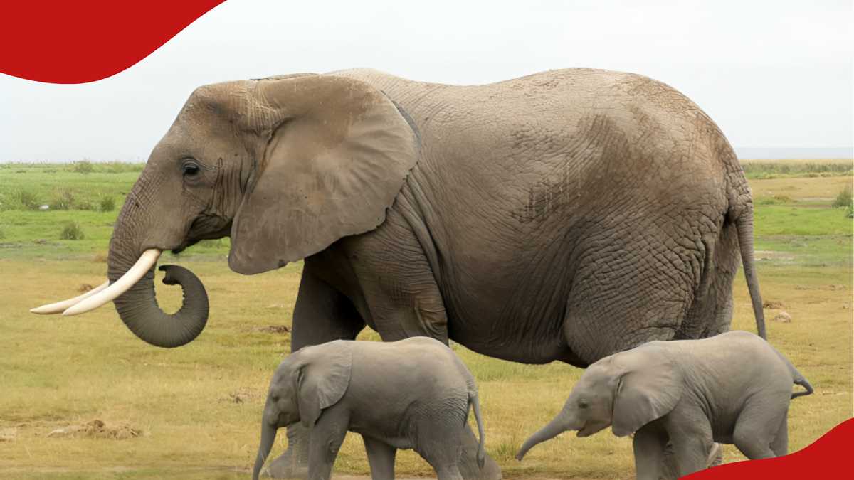 Événement rare alors qu'un éléphant donne naissance à des jumeaux à Amboseli : des « miracles silencieux »
