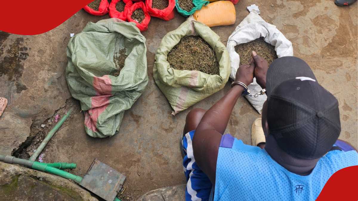 NACADA arrête un trafiquant de drogue notoire à Naivasha avec une valeur de Bhang supérieure à 2 millions de KSh
