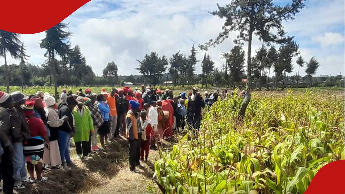 Nyandarua : Chagrin alors qu'un garçon de 5e année est retrouvé mort dans la ferme de maïs de Kinangop après avoir disparu