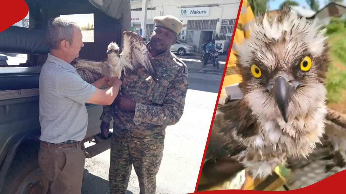 Siaya : un oiseau migrateur rare de Russie atterrit dans un village, empêtré dans un filet de pêche