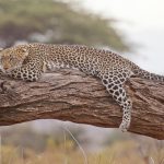 Un léopard photographié dans le parc national de la Côte Ouest pour la première fois en 170 ans