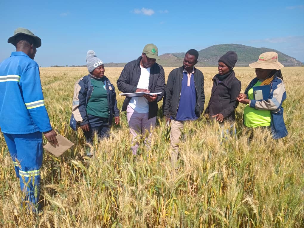 ARDA livre 60 000 tonnes alors que le boom du blé augmente les réserves alimentaires