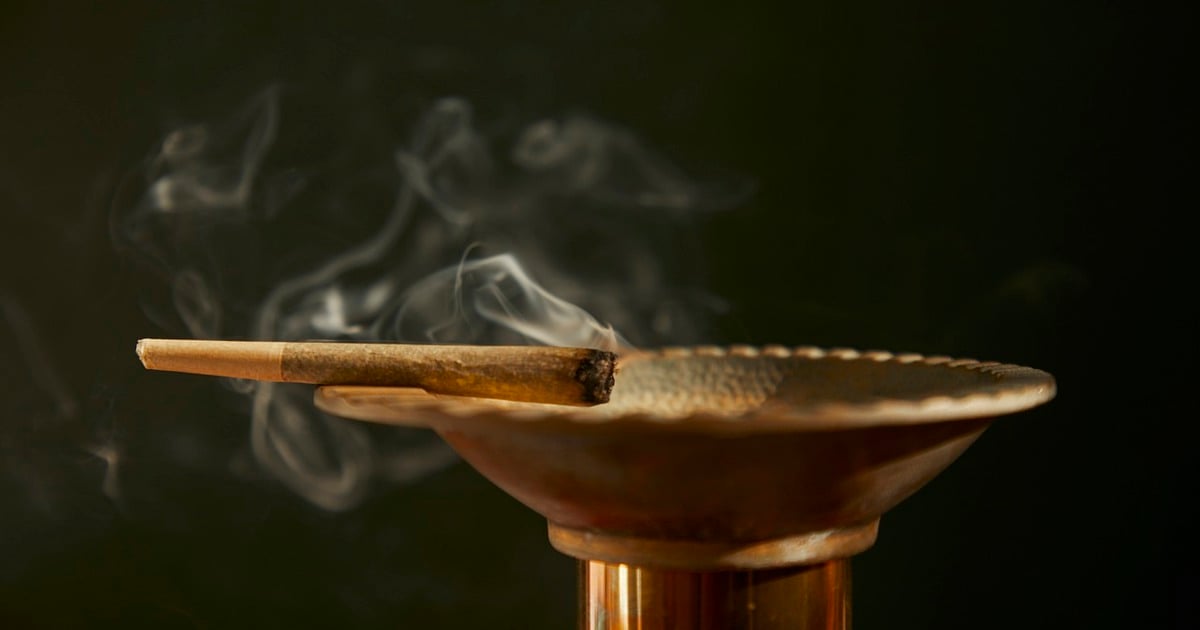 5 millions de rands de cannabis saisis lors d'une opération conjointe des forces de l'ordre