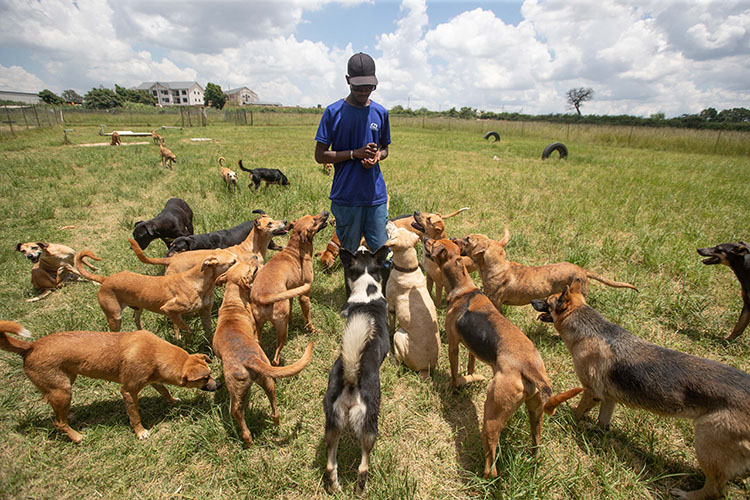 La faiblesse des contrôles alimente l'augmentation de l'élevage de chiens sans permis au Zimbabwe