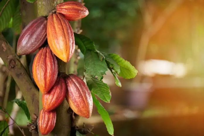 Culture de cacao