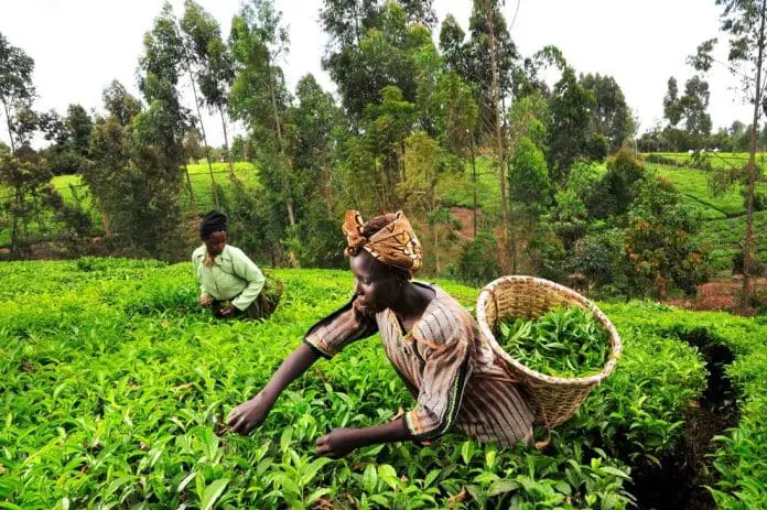 Agricole