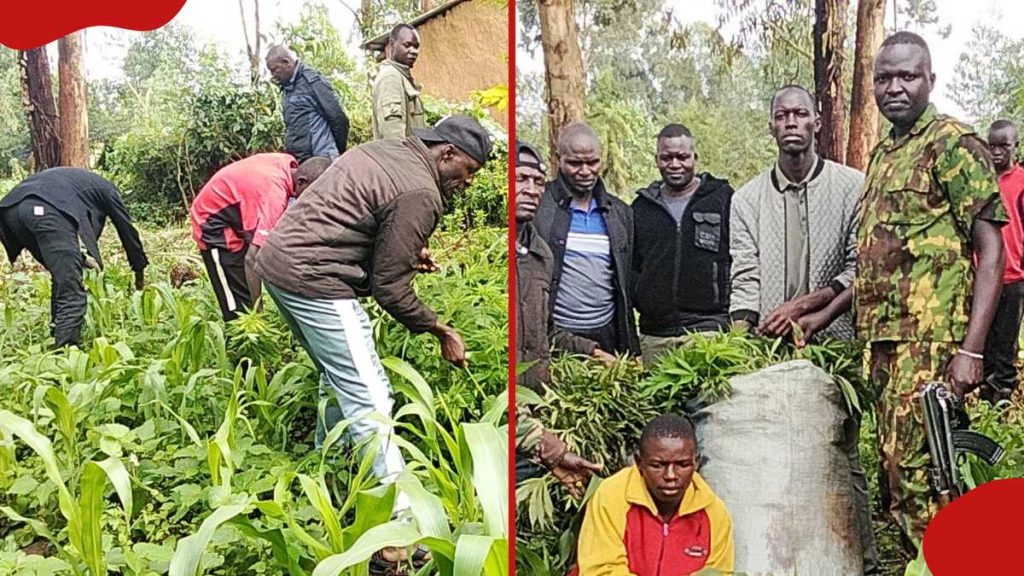 NACADA déracine les sacs de Bhang au domicile d'un jeune de 22 ans