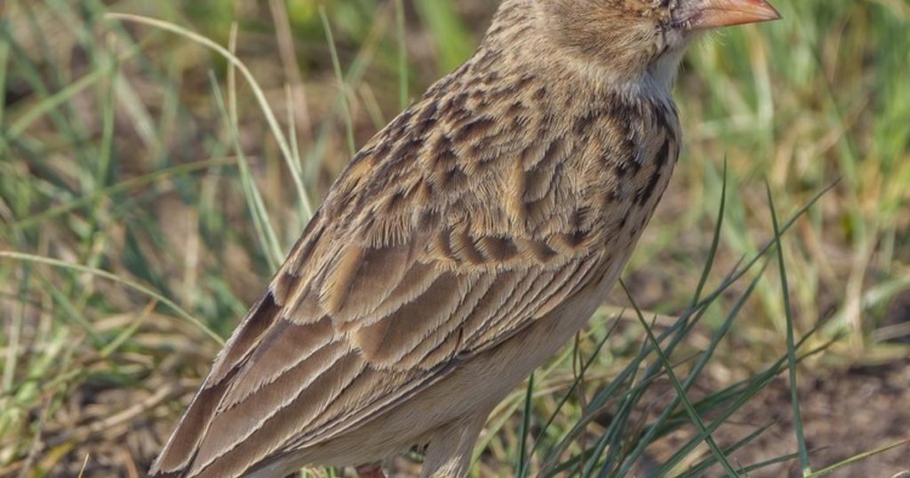 Plan d'action pour sauver l'oiseau le plus menacé de Afrique du Sud