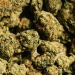 Cinq arrêtés pour trafic de 360 ​​kg de dagga