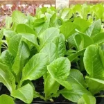 Légumes feuillus