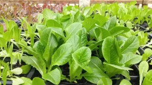 Légumes feuillus