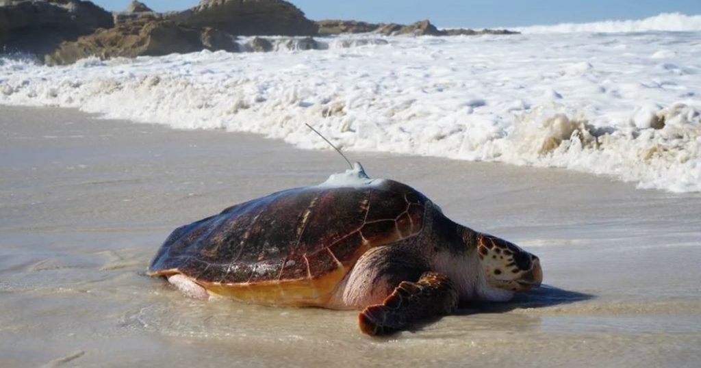 La tortue sauvée Kai retourne à l'océan après six ans de réhabilitation