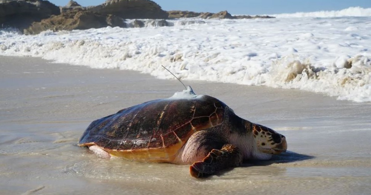 La tortue sauvée Kai retourne à l'océan après six ans de réhabilitation