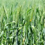 Mashonaland West vise à planter 35 000 hectares de blé d'hiver