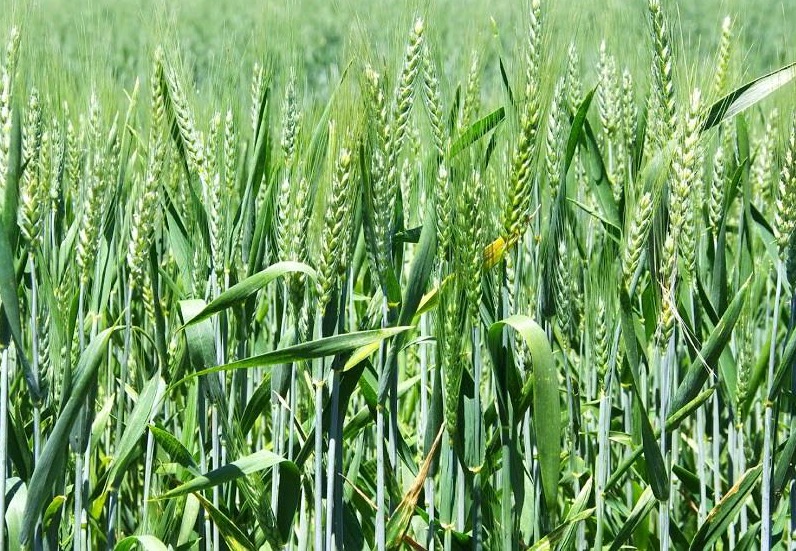 Mashonaland West vise à planter 35 000 hectares de blé d'hiver