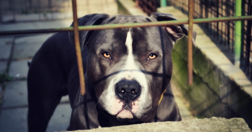 Un homme utilisant un pitbull pour intimider la victime d'un vol condamné à six ans de prison