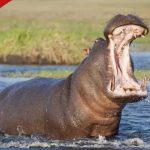 Kilifi : un garçon de 14 ans meurt après une attaque d'hippopotame au lac Mikimba