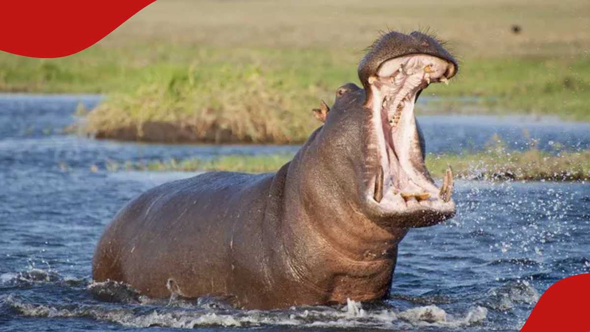 Kilifi : un garçon de 14 ans meurt après une attaque d'hippopotame au lac Mikimba