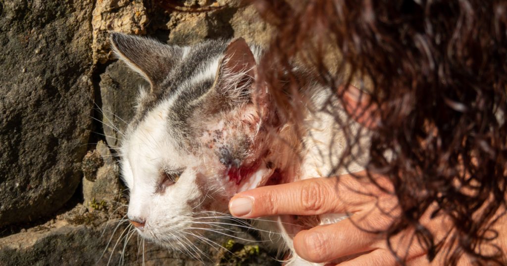 La SPCA prévient que les vidéos sur la cruauté envers les animaux pourraient signaler des problèmes plus graves chez les enfants