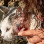 La SPCA prévient que les vidéos sur la cruauté envers les animaux pourraient signaler des problèmes plus graves chez les enfants