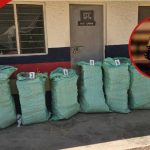 Un chauffeur tanzanien inculpé devant le tribunal de Mombasa pour avoir transporté du Bhang d'une valeur de 10 millions de KSh