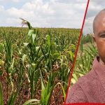 Le grenier à pain en péril : les agriculteurs d'Uasin Gishu comptent leurs pertes alors que la sécheresse flétrit leurs espoirs