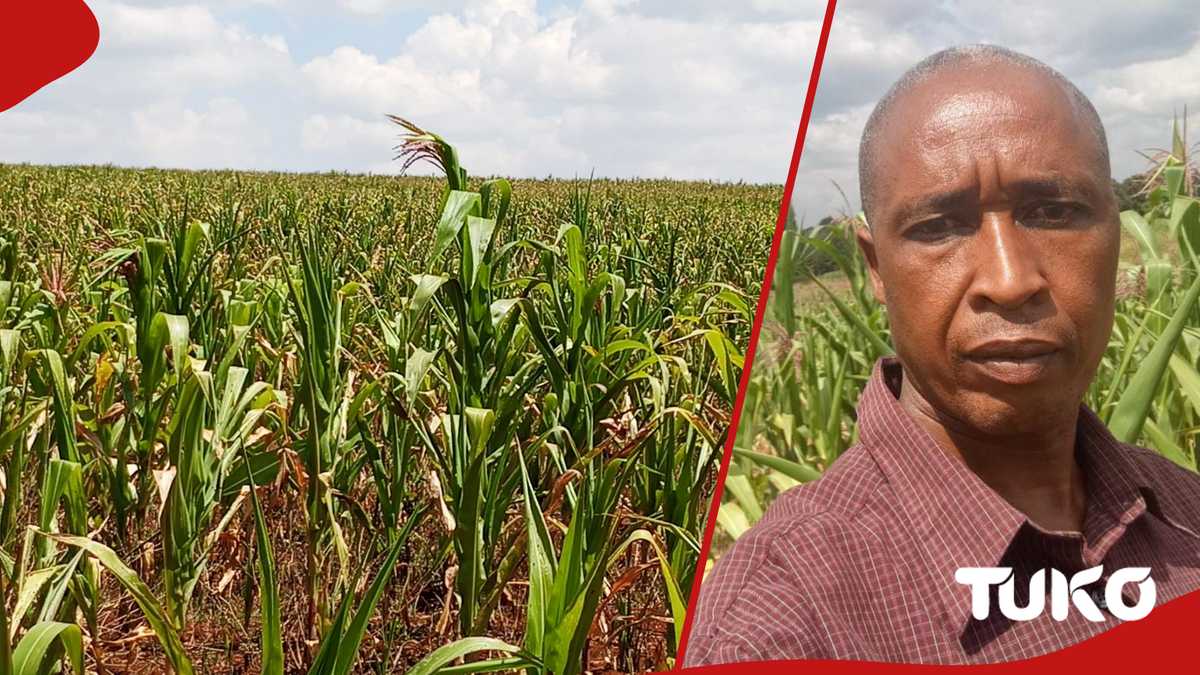 Le grenier à pain en péril : les agriculteurs d'Uasin Gishu comptent leurs pertes alors que la sécheresse flétrit leurs espoirs