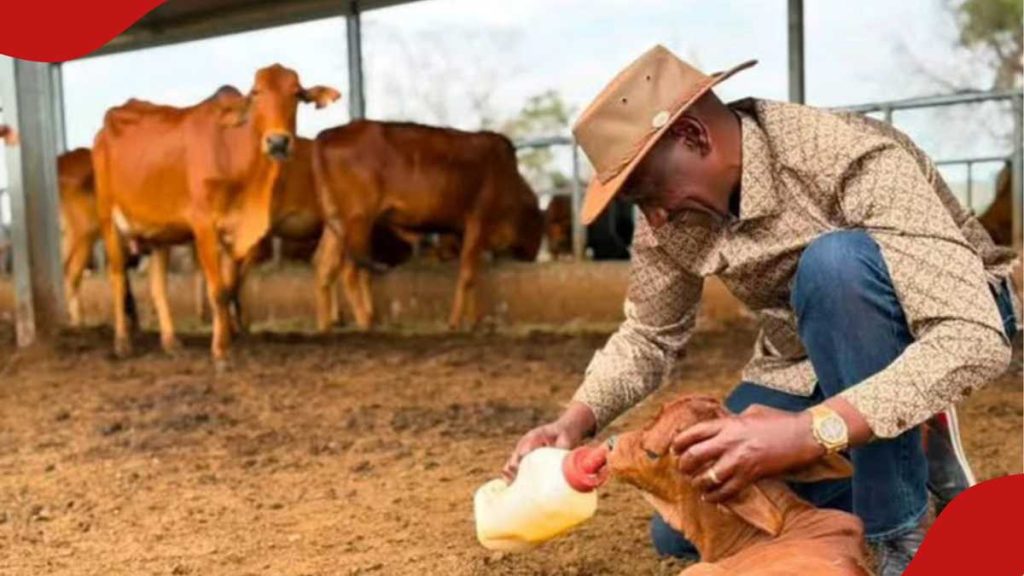 La montre Dons KSh en or jaune de 10,3 m de William Ruto pendant qu'il s'occupe d'un jeune veau à Kilgoris