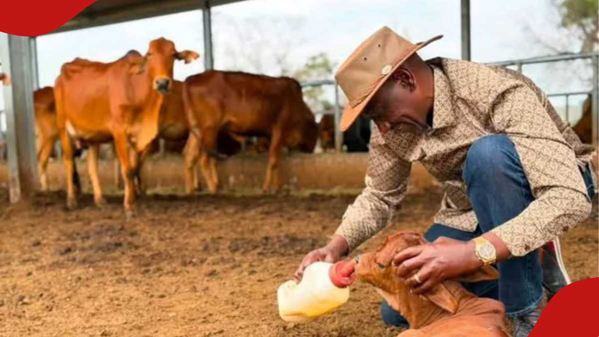 La montre Dons KSh en or jaune de 10,3 m de William Ruto pendant qu'il s'occupe d'un jeune veau à Kilgoris