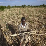 Le gouvernement du Zimbabwe s'associe à l'UNICEF et à la Chine dans le cadre d'un programme biennal de résilience à la sécheresse