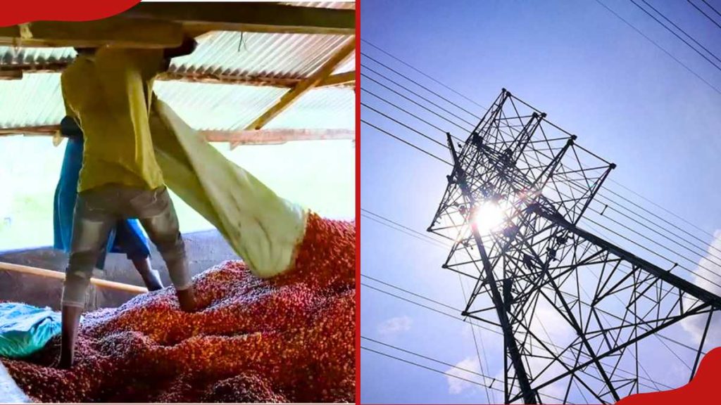 L'électricité transforme les usines de Kericho et les coopératives de café à mesure que les entreprises étendent leurs opérations