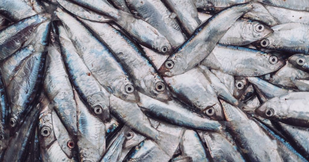 Les sardines atteintes d'herpès échouent en masse