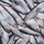 Les sardines atteintes d'herpès échouent en masse
