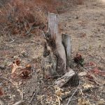 La Commission des forêts saisit 20 camions et saisit 4 000 sacs de charbon de bois lors d'une opération de ratissage à Harare pour étouffer la déforestation