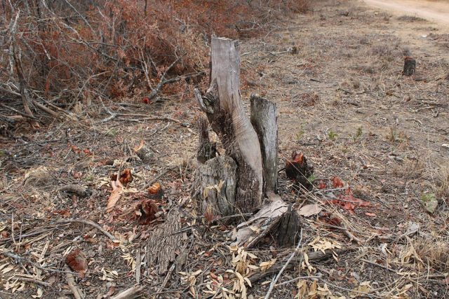 La Commission des forêts saisit 20 camions et saisit 4 000 sacs de charbon de bois lors d'une opération de ratissage à Harare pour étouffer la déforestation