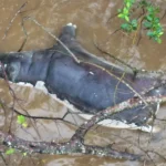 Les Zambiens ont averti de ne pas manger d'animaux sauvages morts après que l'anthrax ait tué des dizaines d'animaux