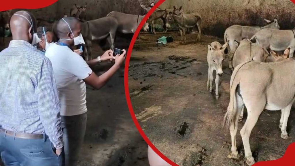 Les amateurs de bœuf de Nairobi et les bouchers en état d'alerte après un raid contre un abattoir illégal d'ânes