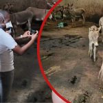 Les amateurs de bœuf de Nairobi et les bouchers en état d'alerte après un raid contre un abattoir illégal d'ânes