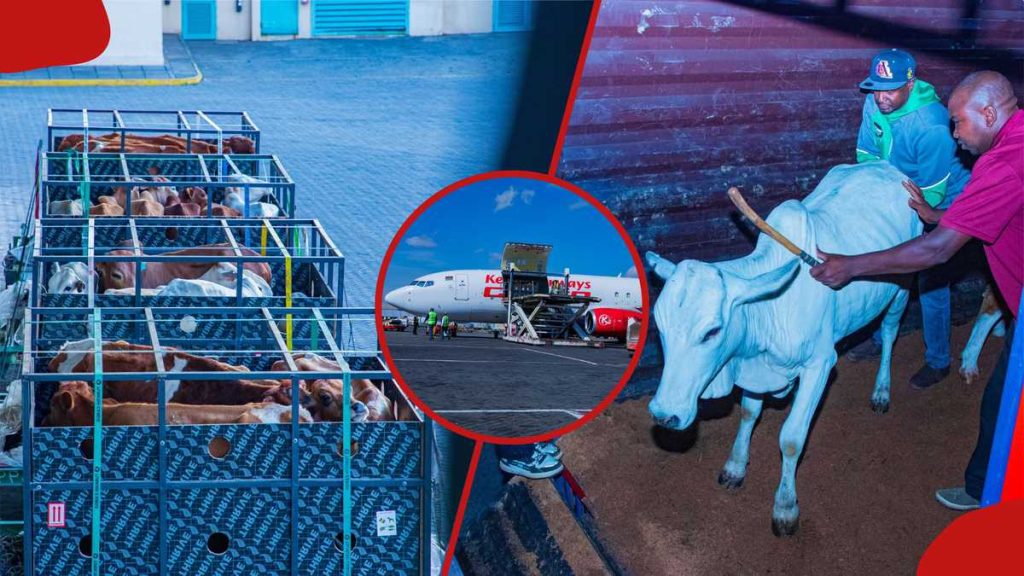 Les Kenyans amusés alors que KQ envoie 50 vaches au Nigeria : « Ng'ombe Amenitangulia Kupanda Ndege »