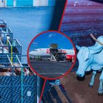 Les Kenyans amusés alors que KQ envoie 50 vaches au Nigeria : « Ng'ombe Amenitangulia Kupanda Ndege »