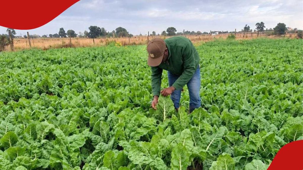 Un agriculteur kenyan explique comment un acre d'épinards lui rapporte jusqu'à 600 000 KSh