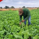 Un agriculteur kenyan explique comment un acre d'épinards lui rapporte jusqu'à 600 000 KSh